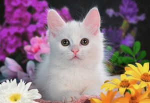 White Kitten (Glitter)