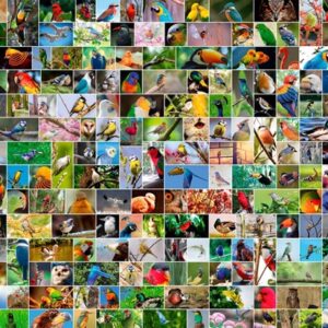 Collage - WorldS Most Beautiful Birds