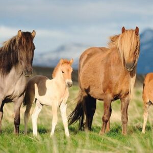 Family Of Horses