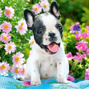 French Bulldog Puppy