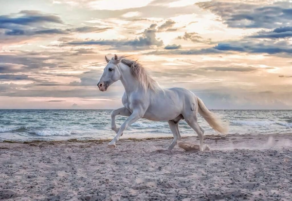 Horse On The Beach