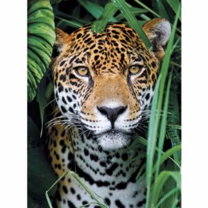 Jaguar In The Jungle