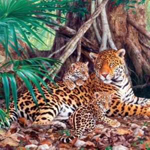 Jaguars In The Jungle