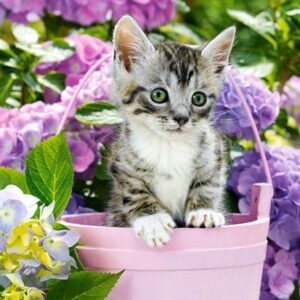 Kitten In Basket