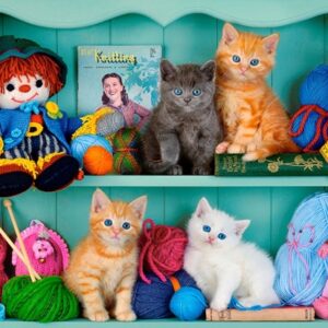 Kitten Shelves
