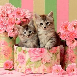 Kittens With Roses