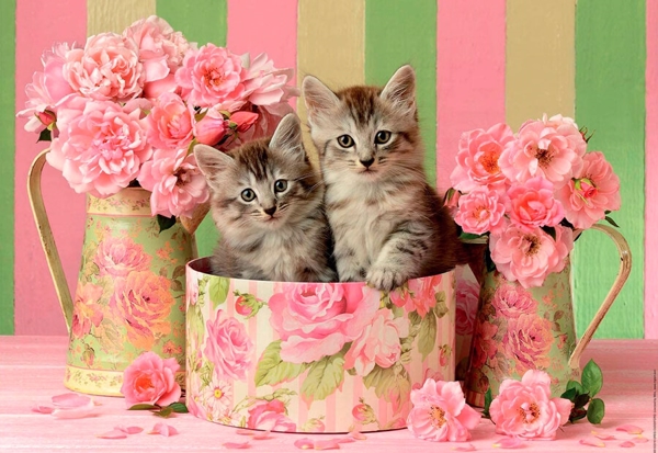 Kittens With Roses