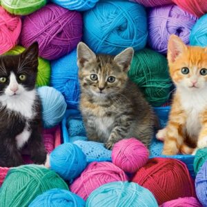Kittens In Yarn Store