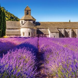 Lavender Field In Provence