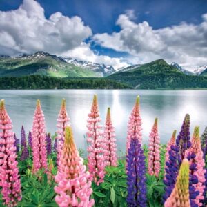 Lupins On The Shores Of Lake Sils