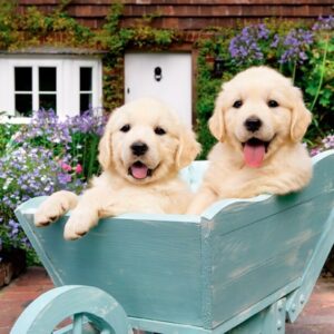 Puppies In A Wheelbarrow
