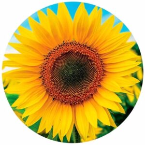 Sunflower (800 Brikker
