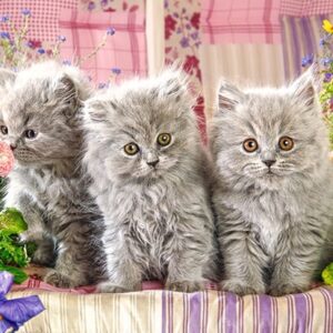 Three Grey Kittens