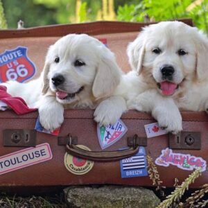 Traveling Pups