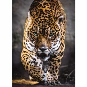Walk Of The Jaguar