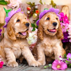 Spaniel Puppies With Flower Hats