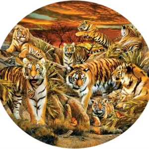 Tigers Galore (Rundt)