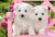 White Terrier Puppies